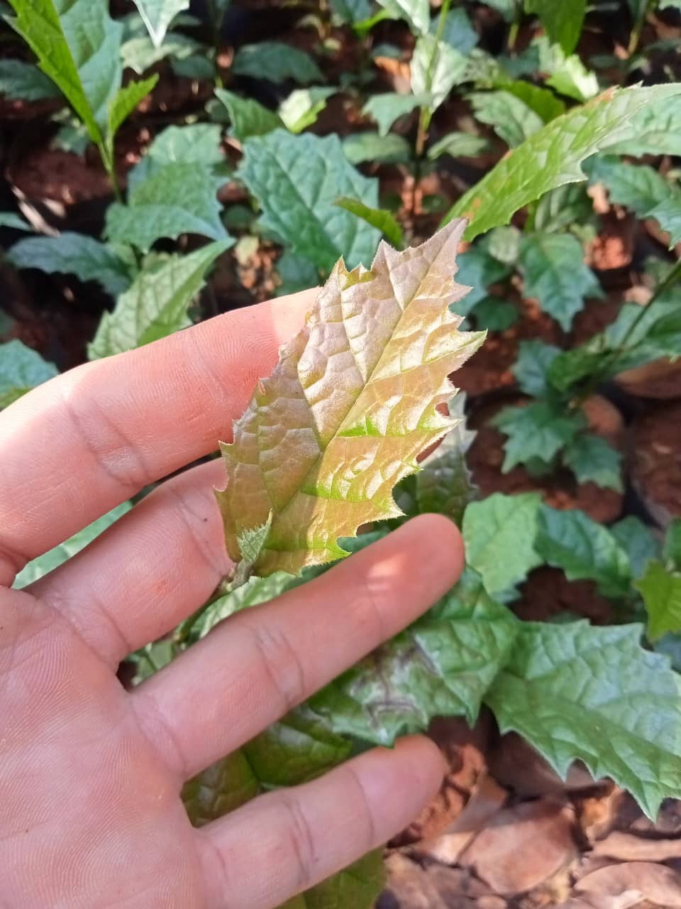 Cây xạ đen có tác dụng gì